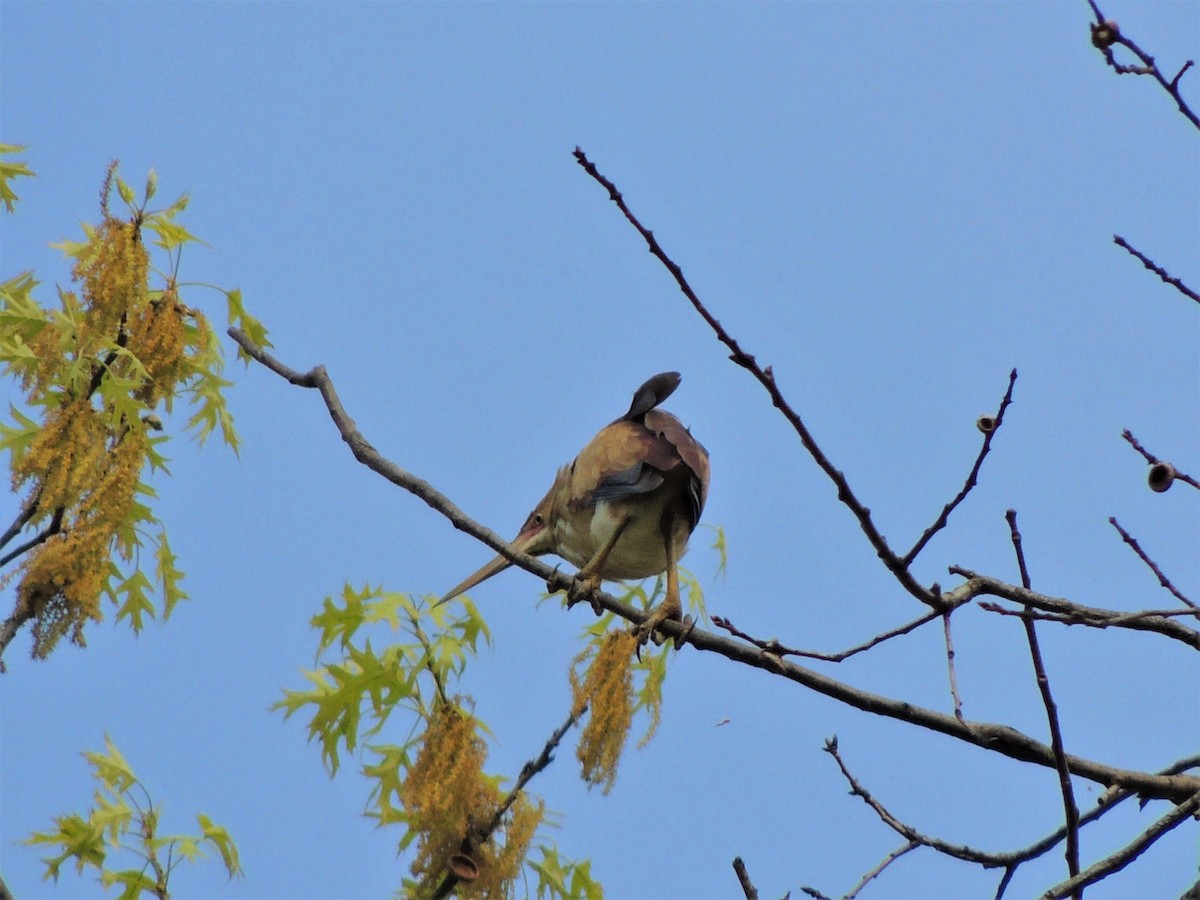 Least Bittern - ML68251051