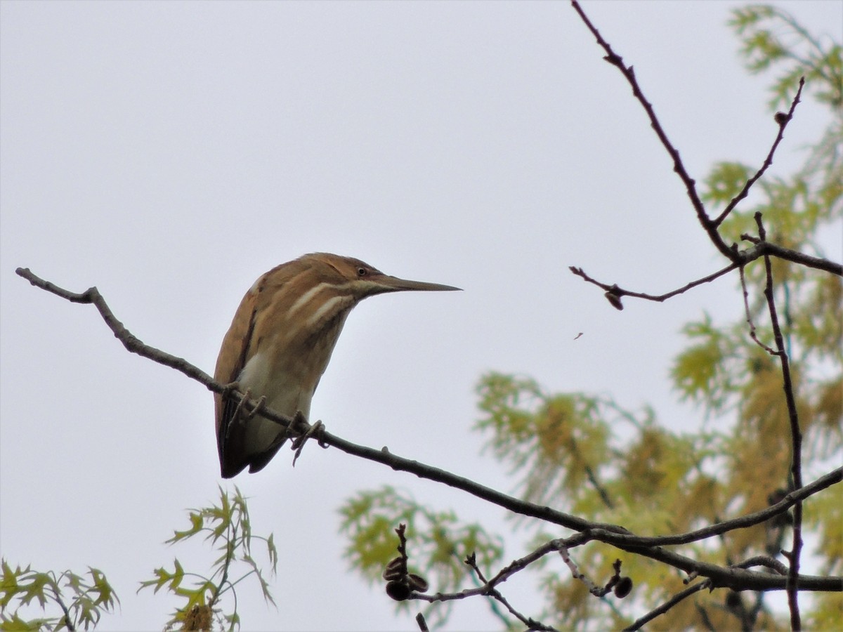 Least Bittern - ML68251071