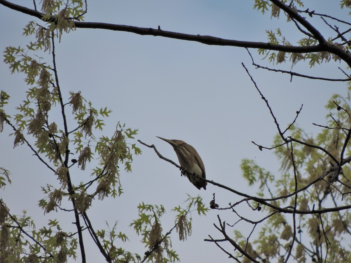 Least Bittern - ML68251101
