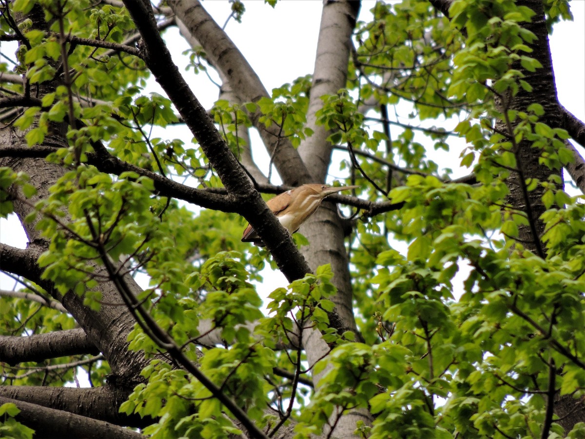 Least Bittern - ML68251131