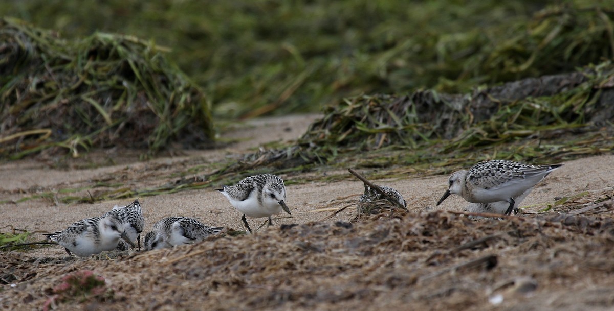 Sanderling - ML68251721