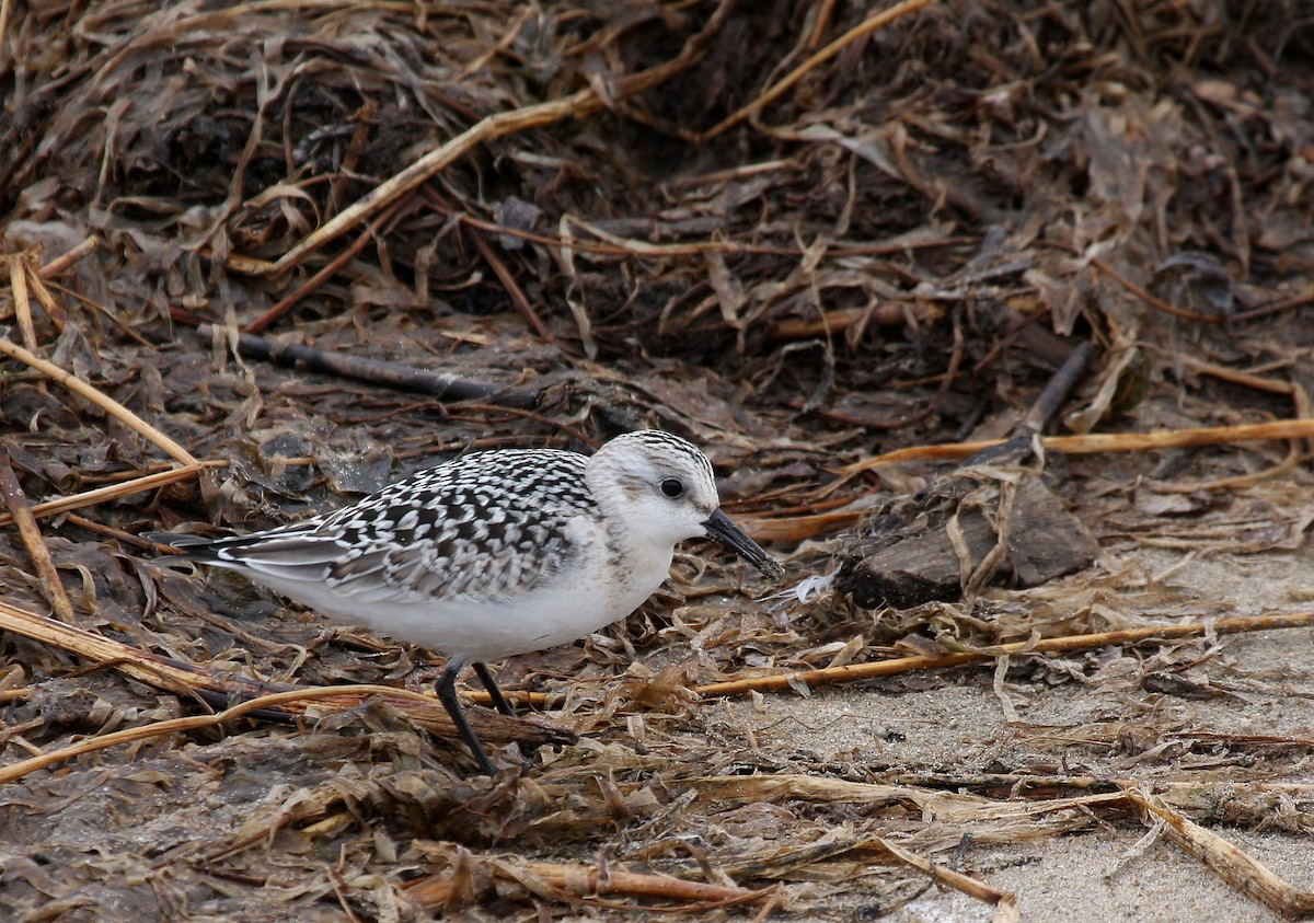 Sanderling - Yves Dugré