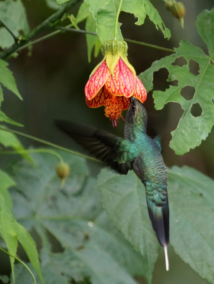 Green Hermit - ML68253961