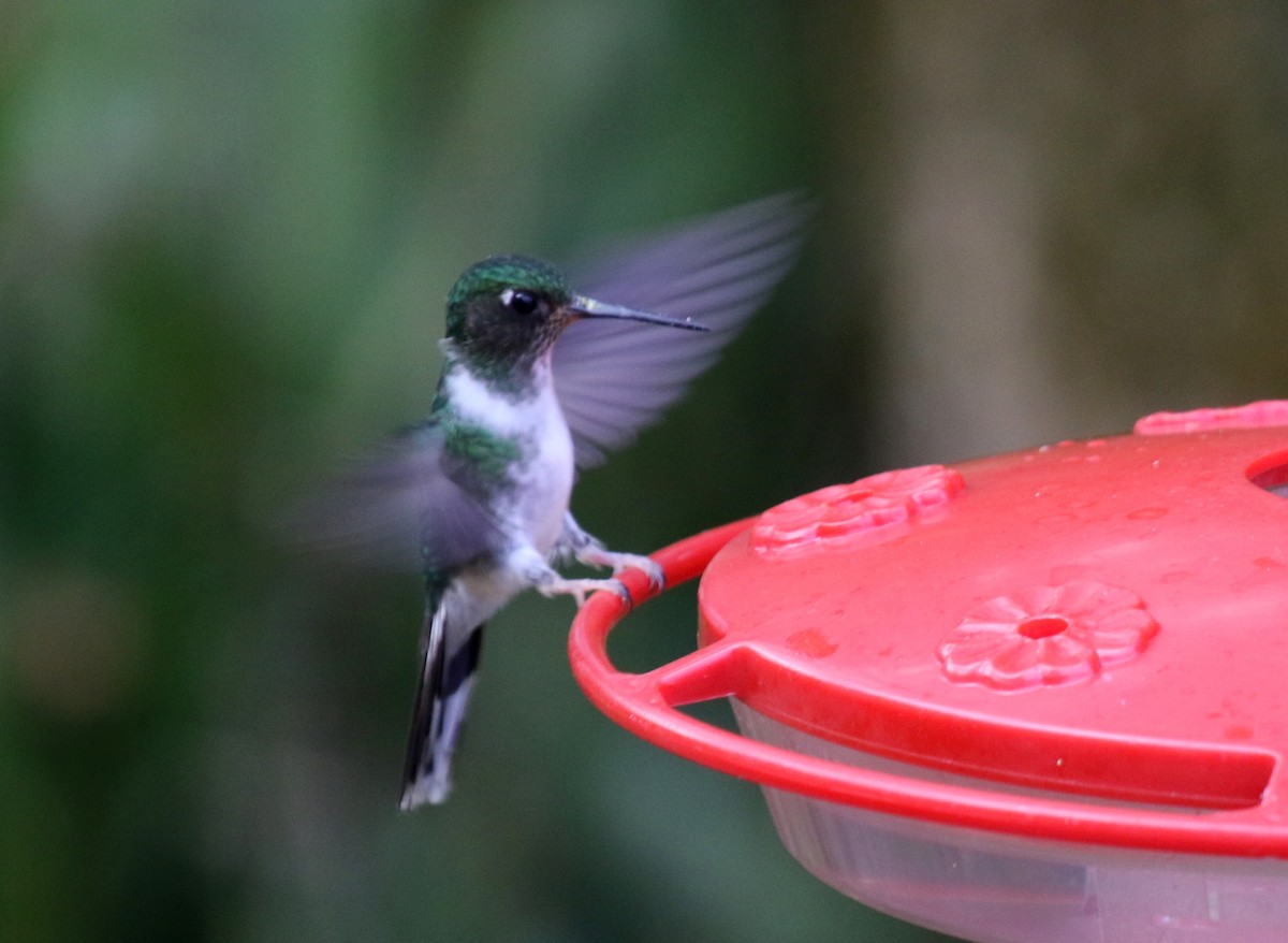 ecuadorkolibri - ML68253991