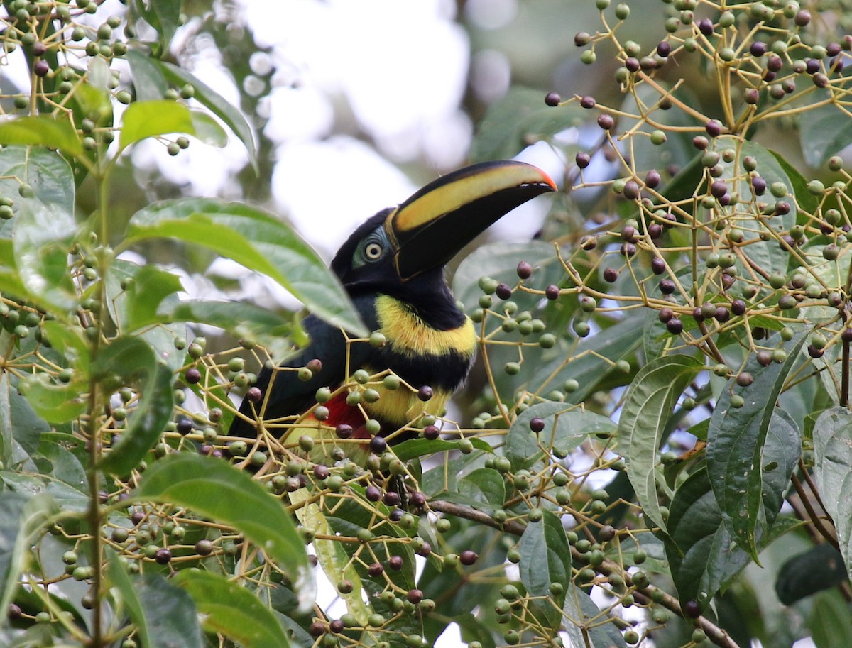 Many-banded Aracari - ML68254311