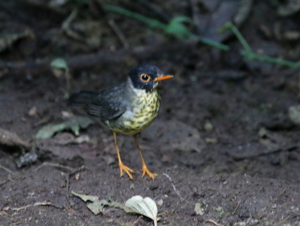 Speckled Nightingale-Thrush - ML68254531