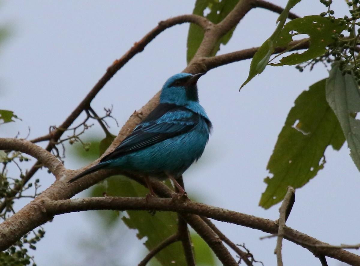 Blue Dacnis - ML68254821