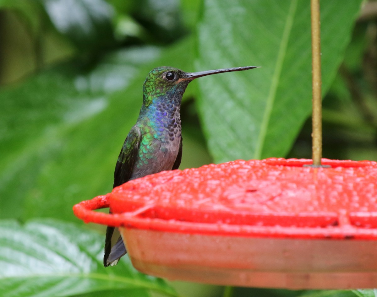 Green-backed Hillstar - Matthew Grube