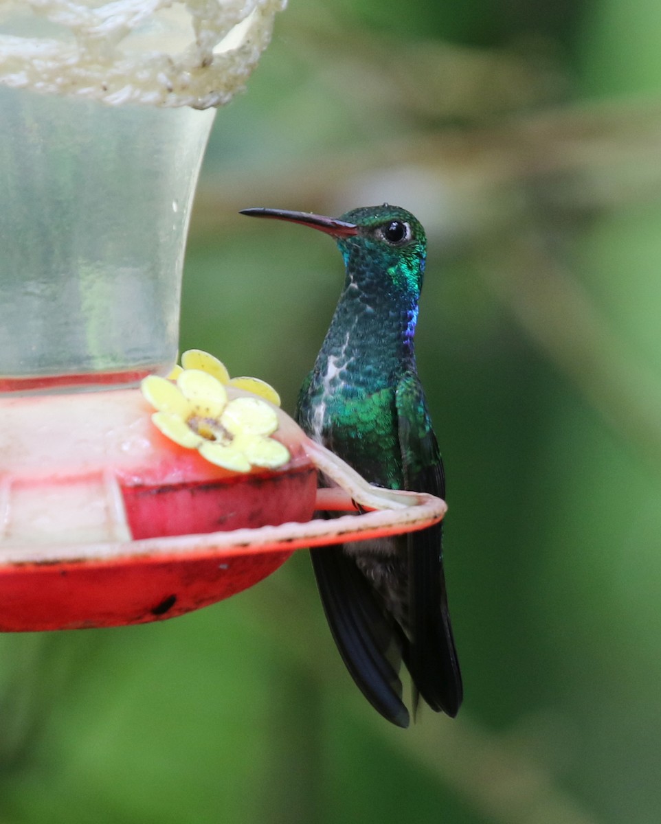 Glittering-throated Emerald - ML68254961