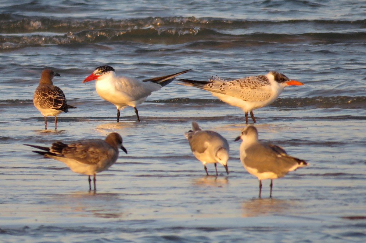 Caspian Tern - Sam Cooper