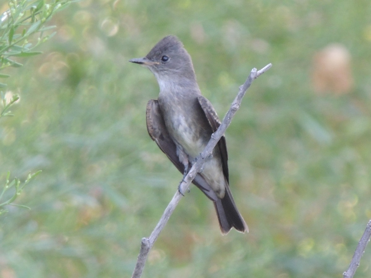 Western Wood-Pewee - ML68256351