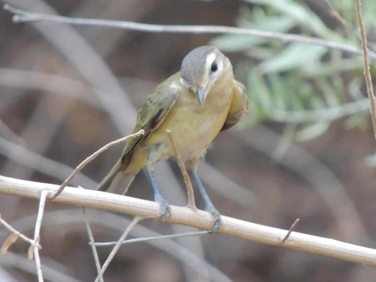 Warbling Vireo - ML68256381