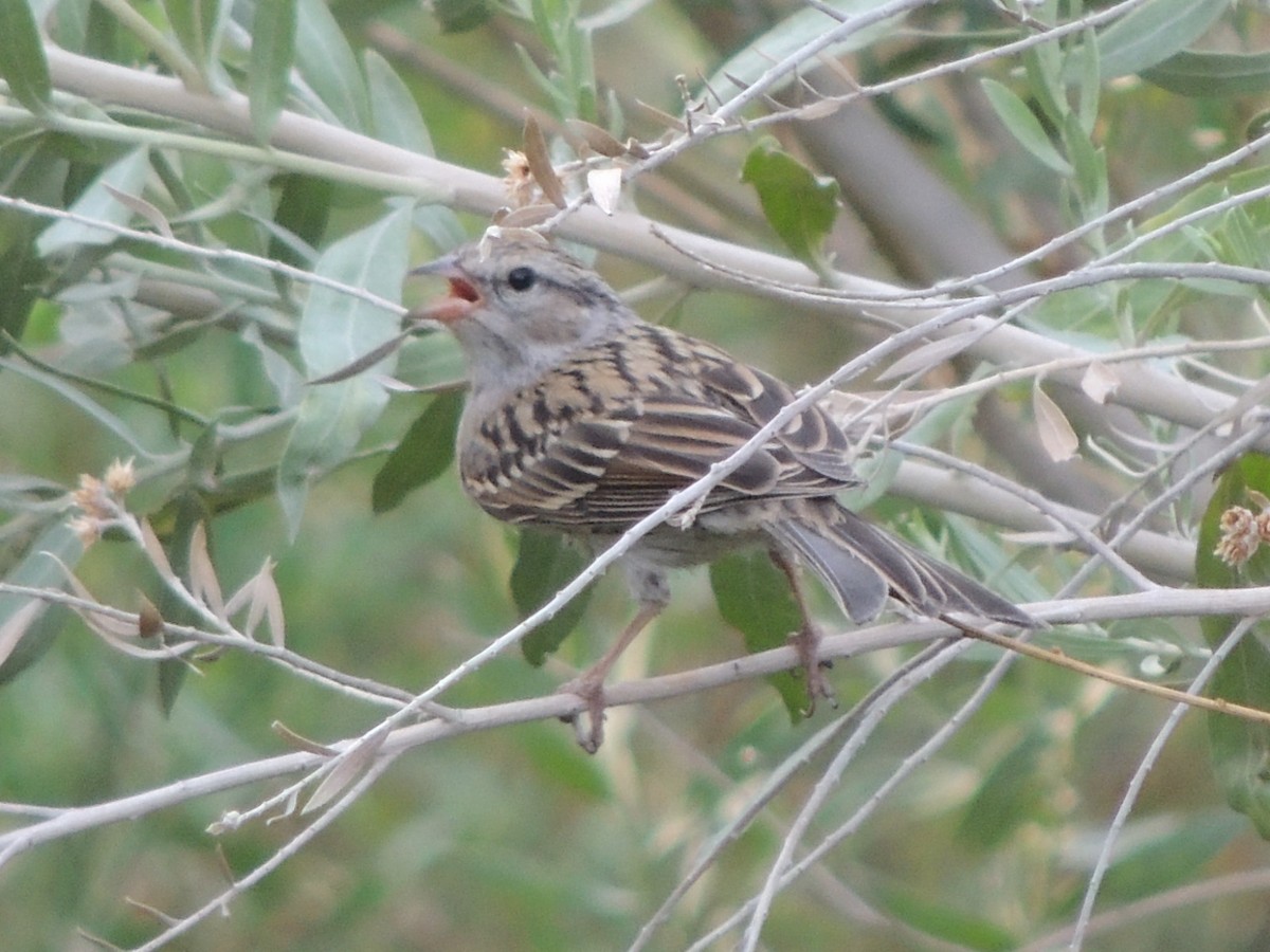 Chipping Sparrow - ML68256471