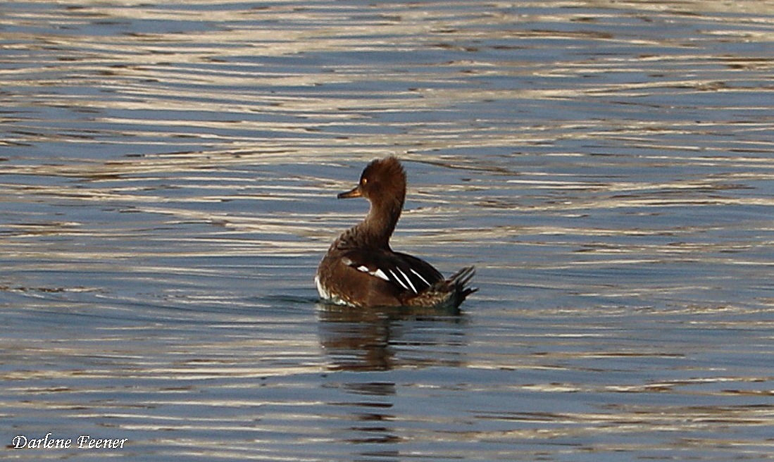 Hooded Merganser - ML68258731