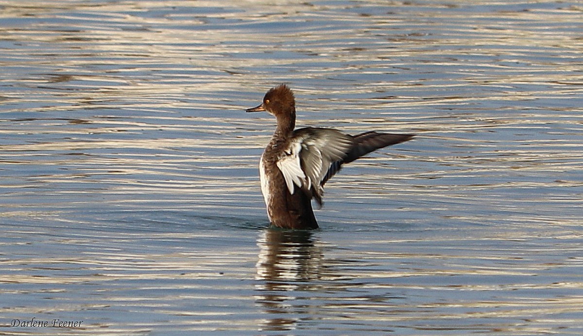 Hooded Merganser - ML68258891