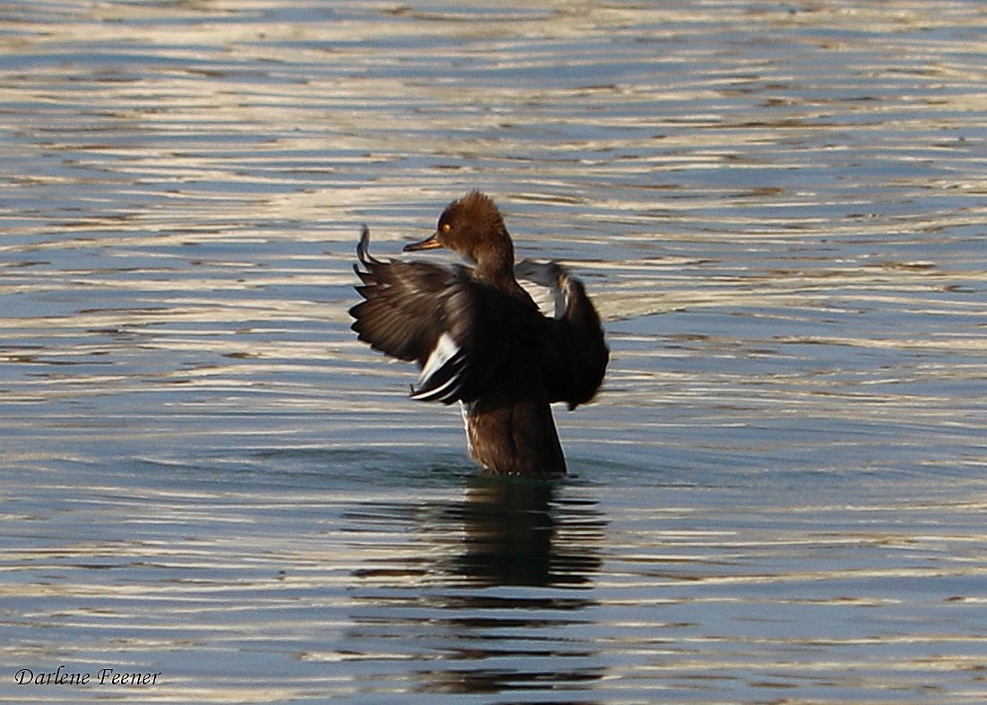 Hooded Merganser - ML68258981