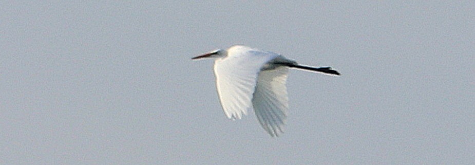 Great Egret - ML68259101