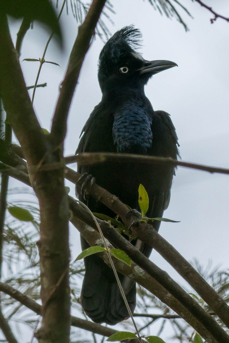 Amazonian Umbrellabird - Tim Liguori