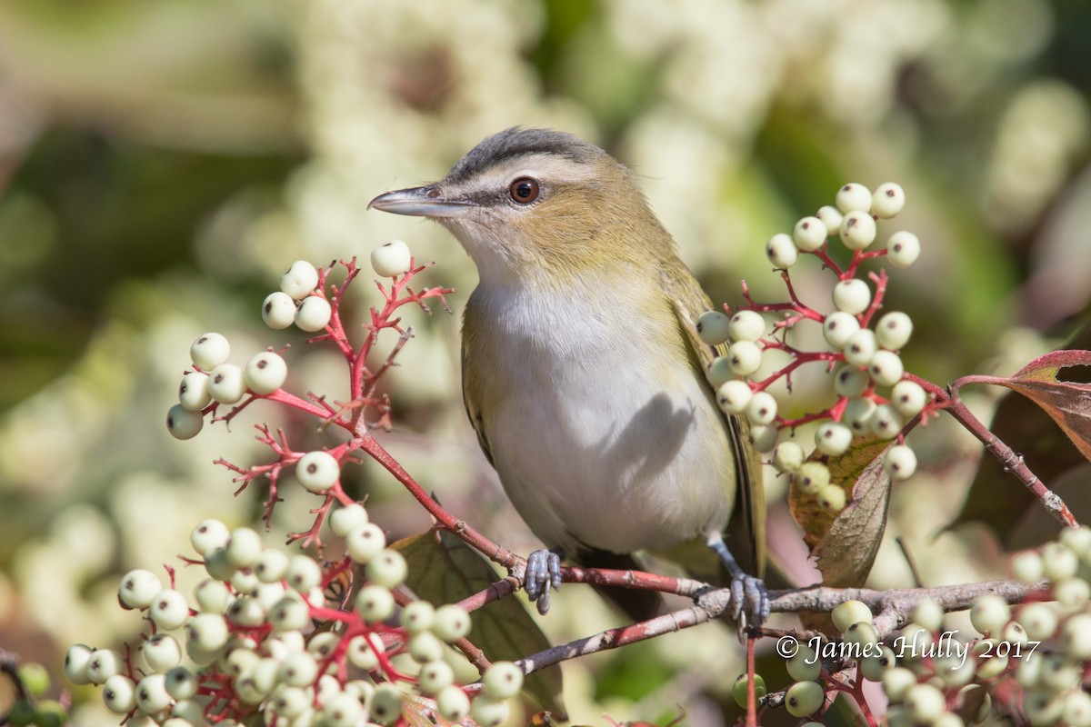 rødøyevireo - ML68262021