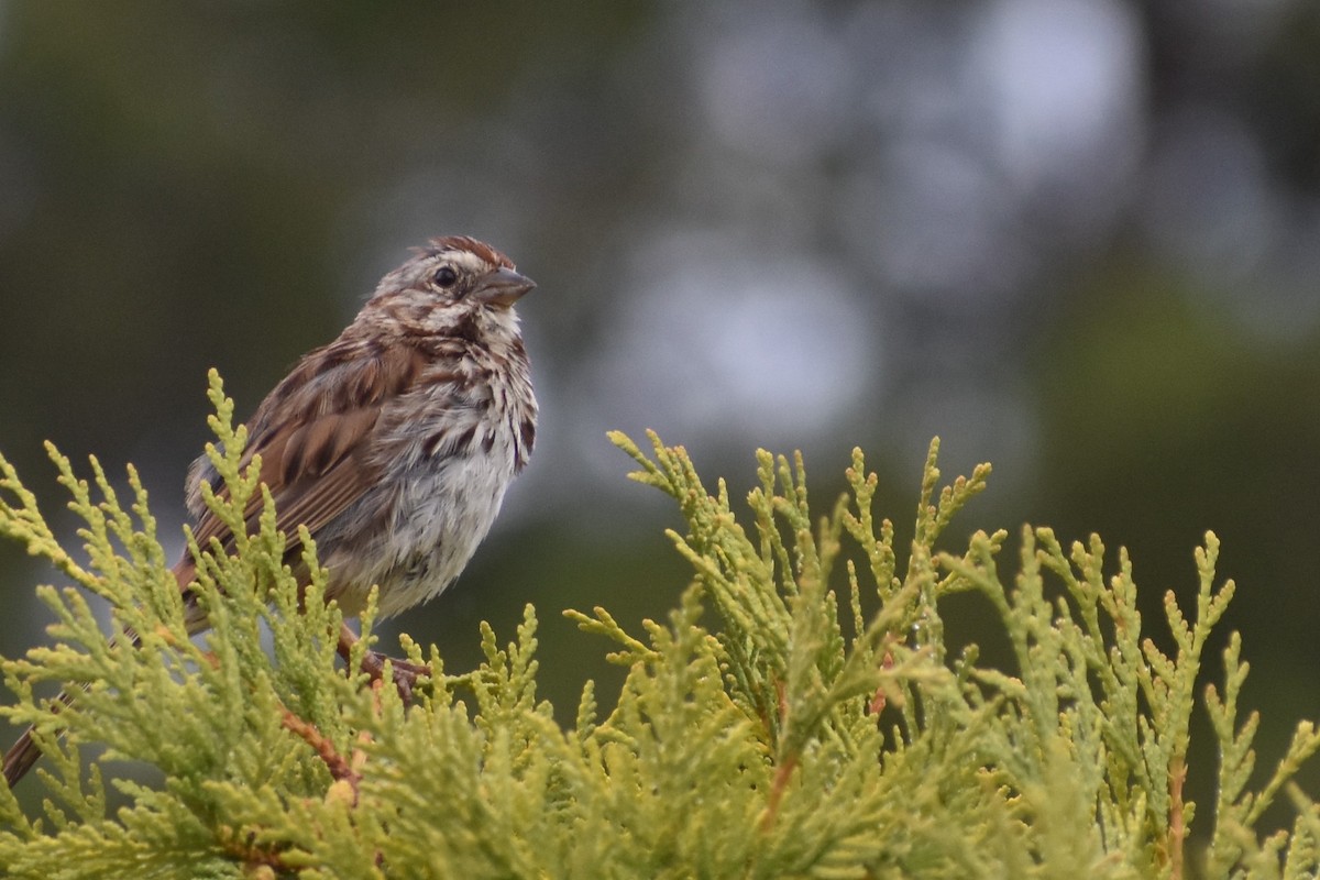 Song Sparrow - ML68263181