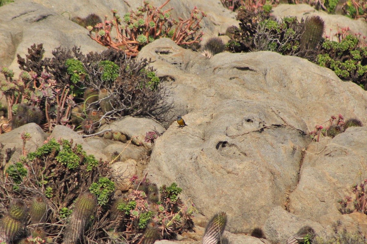 Gray-hooded Sierra Finch (minor) - ML68264231