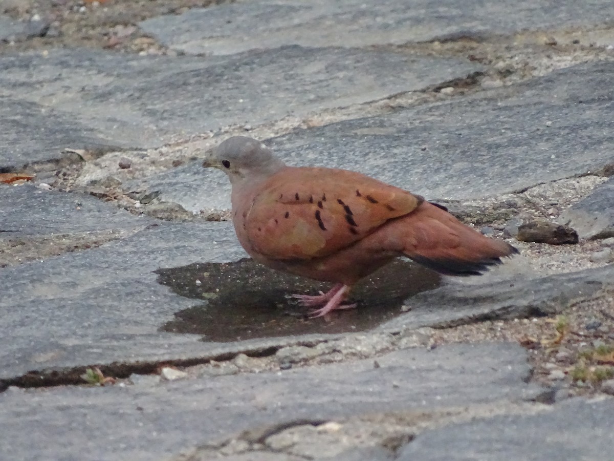 Ruddy Ground Dove - ML68264291