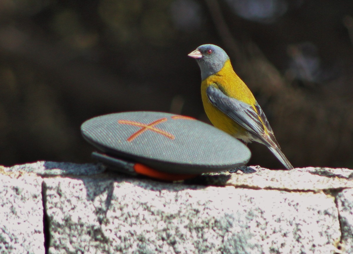 Gray-hooded Sierra Finch (minor) - ML68264511