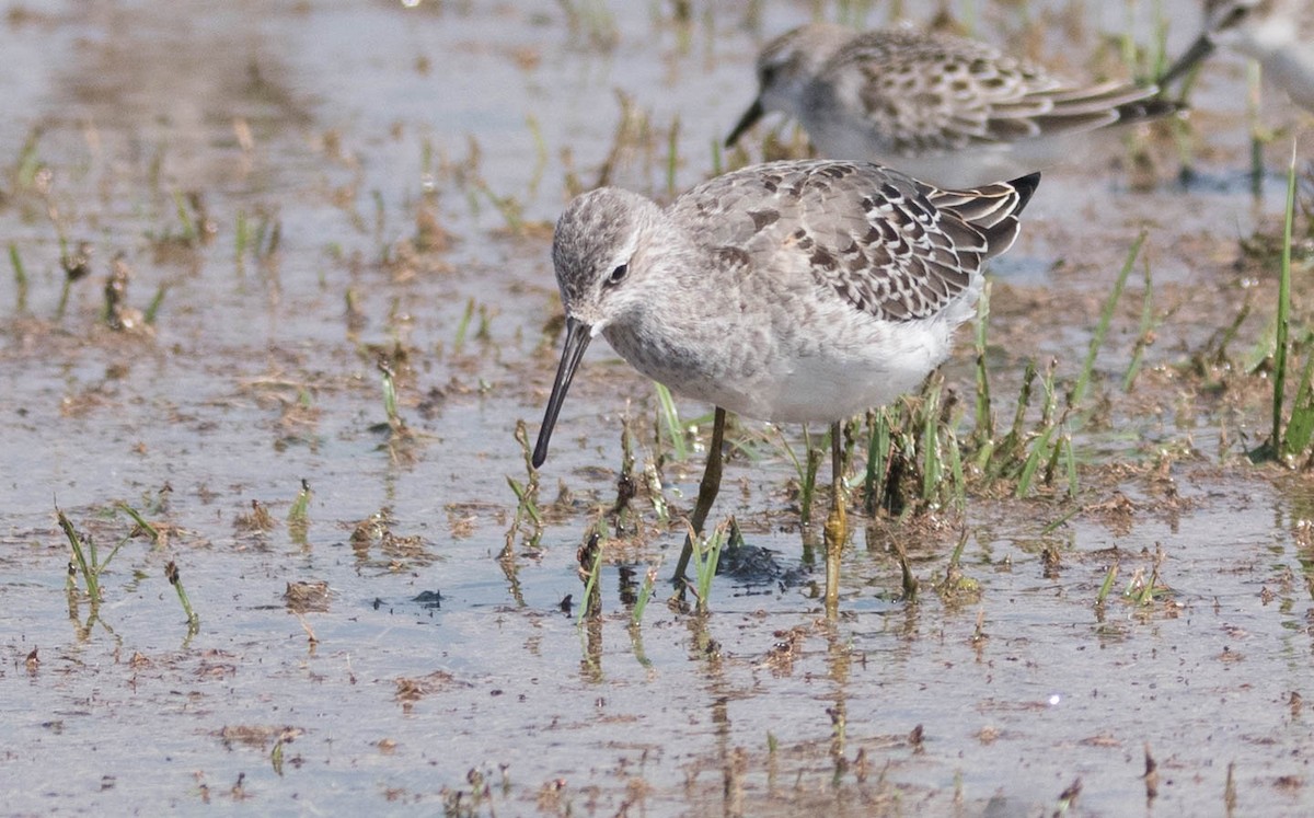 Stilt Sandpiper - ML68264611