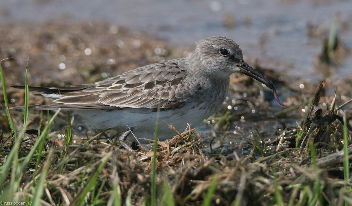 Weißbürzel-Strandläufer - ML68264661