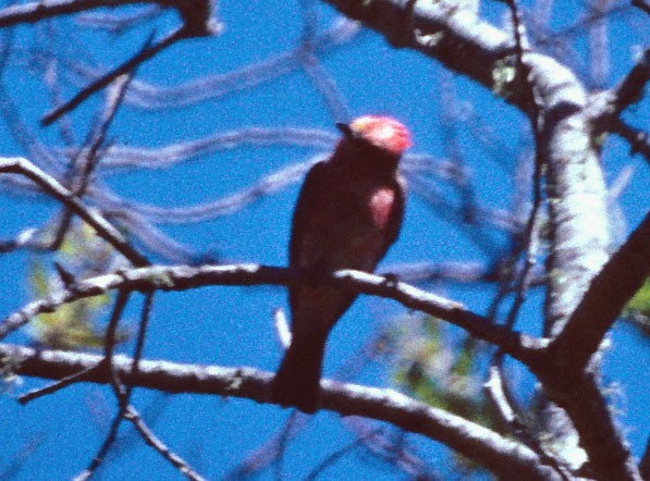 Vermilion Flycatcher - ML68267971