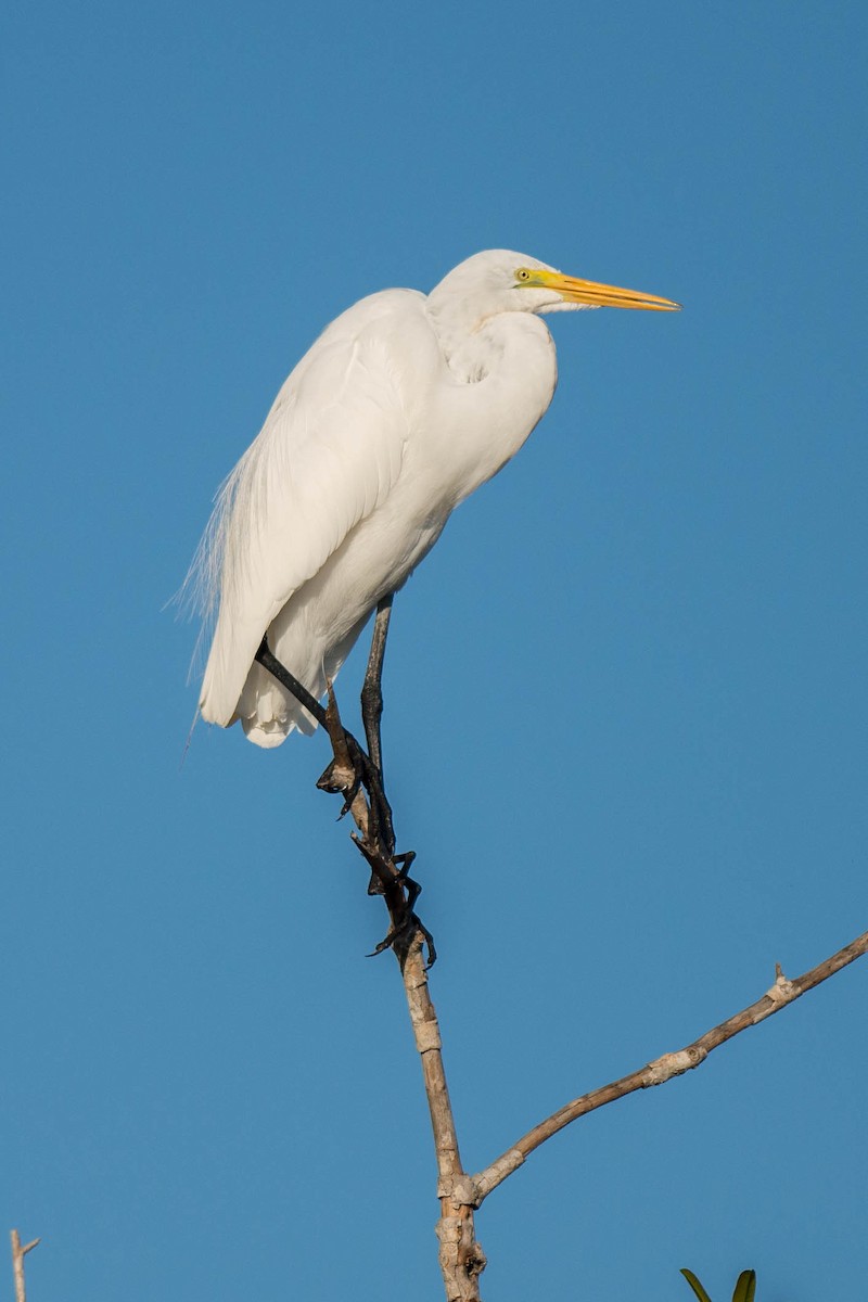 Great Egret - ML68268601