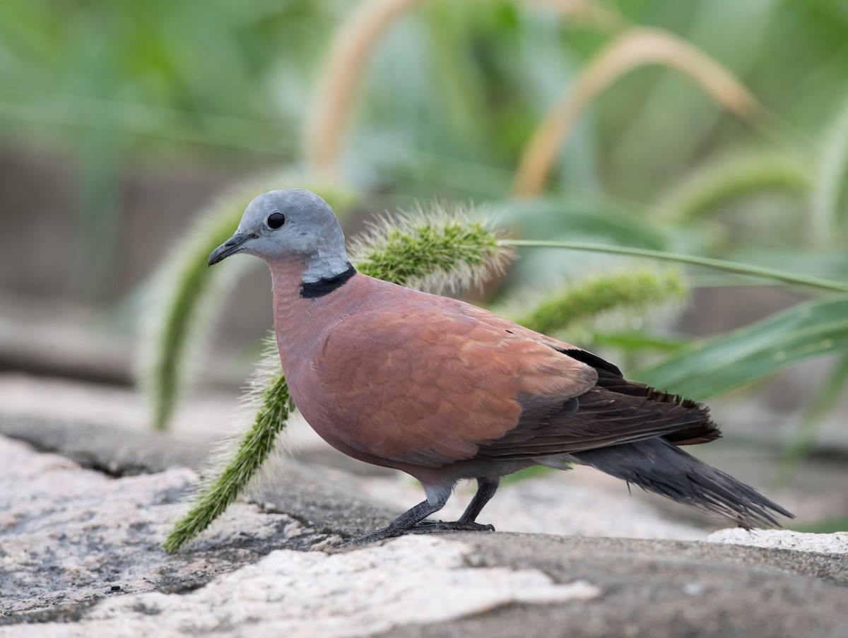 Red Collared-Dove - ML68268611