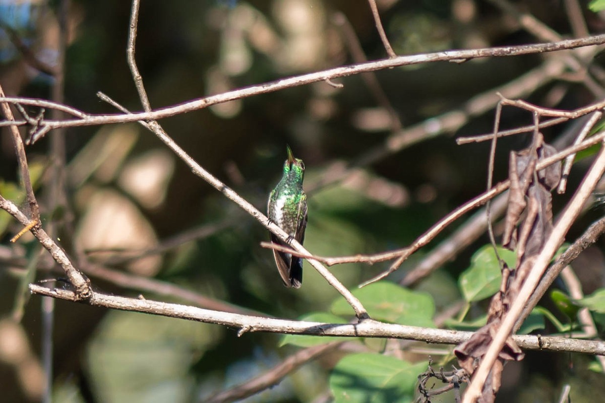 Glittering-throated Emerald - ML68268941