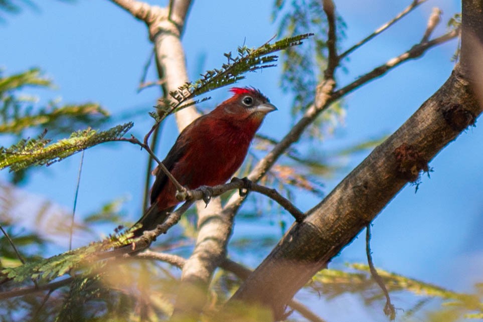 Red-crested Finch - ML68269041