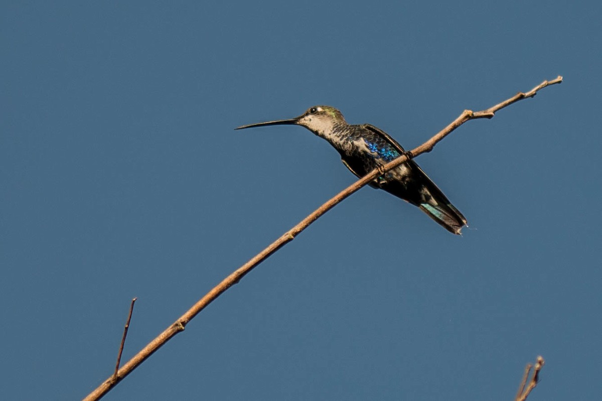 Colibrí de Barbijo - ML68269111