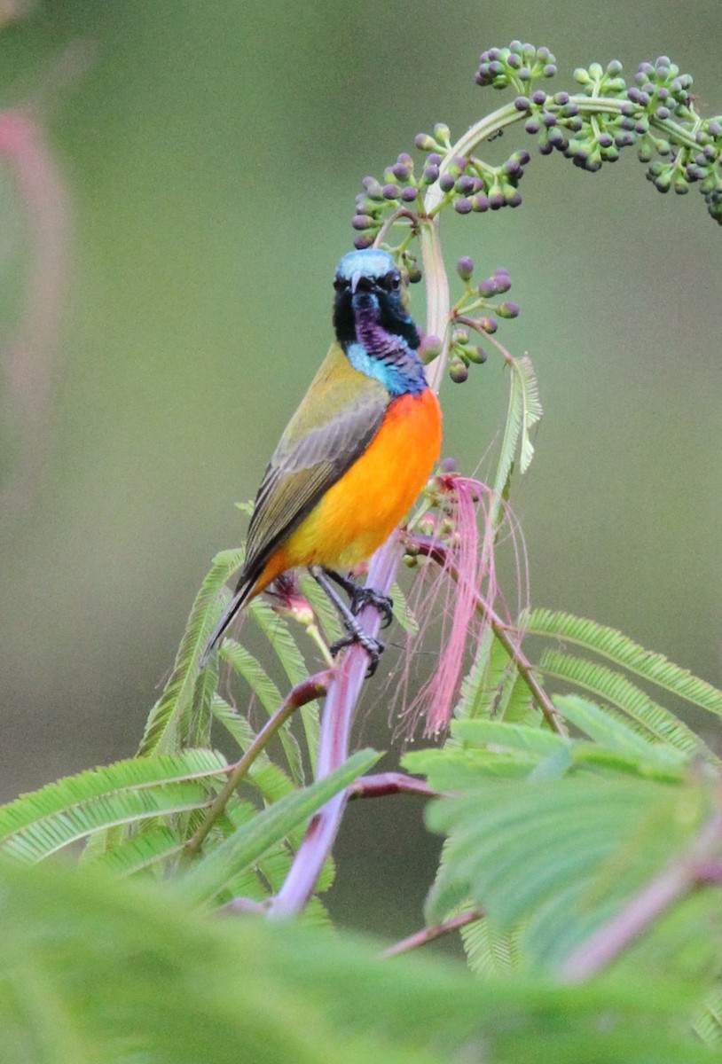 Flame-breasted Sunbird - ML68269231