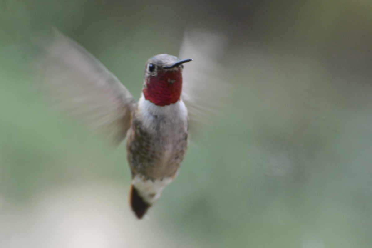 Broad-tailed Hummingbird - ML68269821