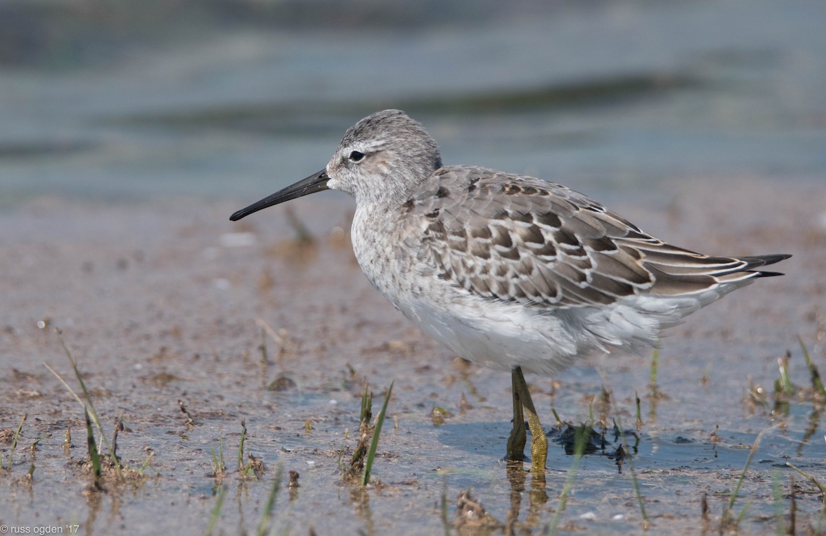 Stilt Sandpiper - ML68270391