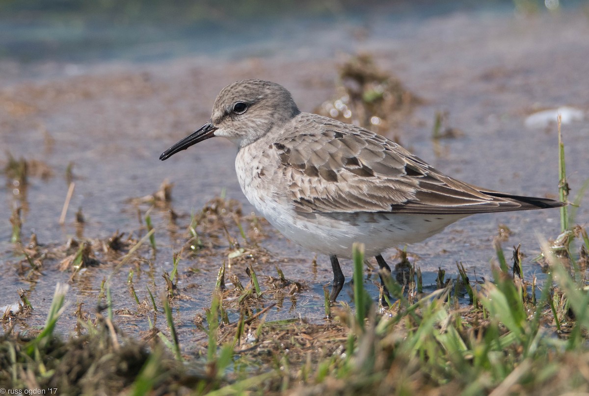 White-rumped Sandpiper - ML68270601