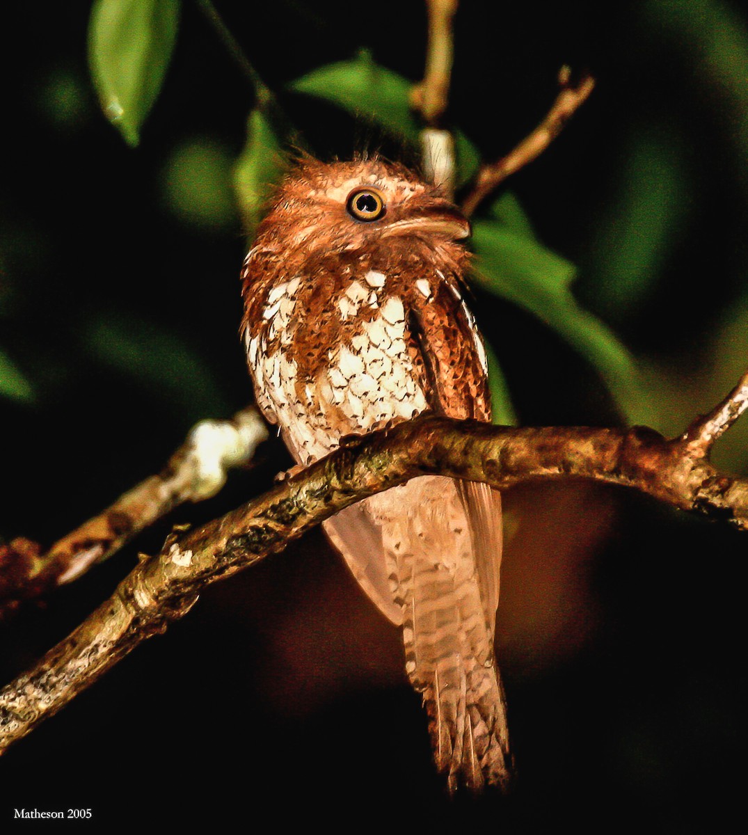 Palawan Frogmouth - Blake Matheson