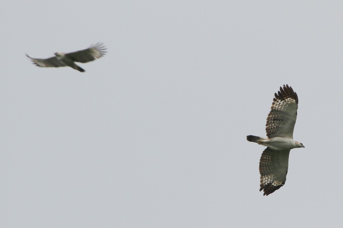 Flores Hawk-Eagle - Colin Trainor