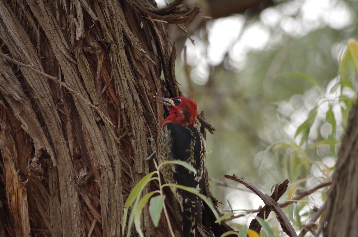 Red-naped x Red-breasted Sapsucker (hybrid) - ML68272731