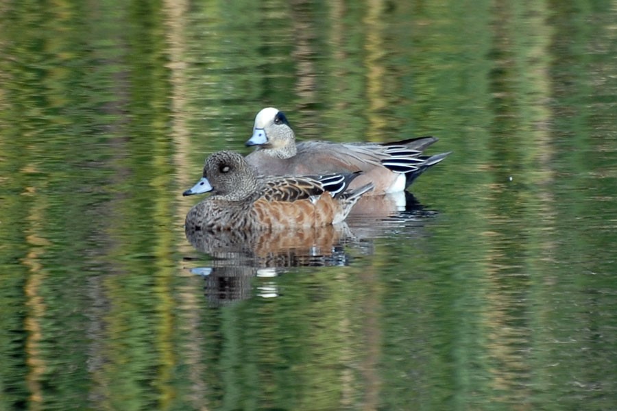 American Wigeon - ML68272901