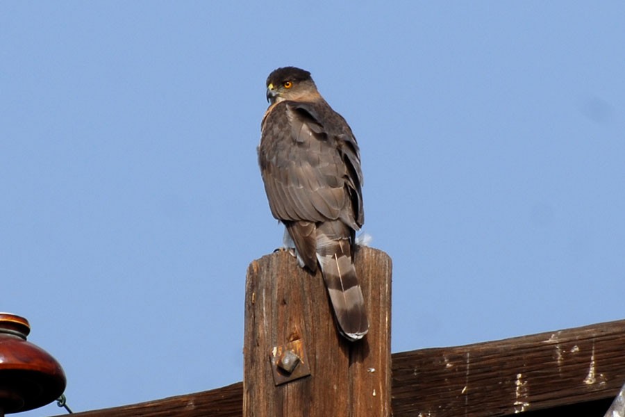 Cooper's Hawk - ML68272941