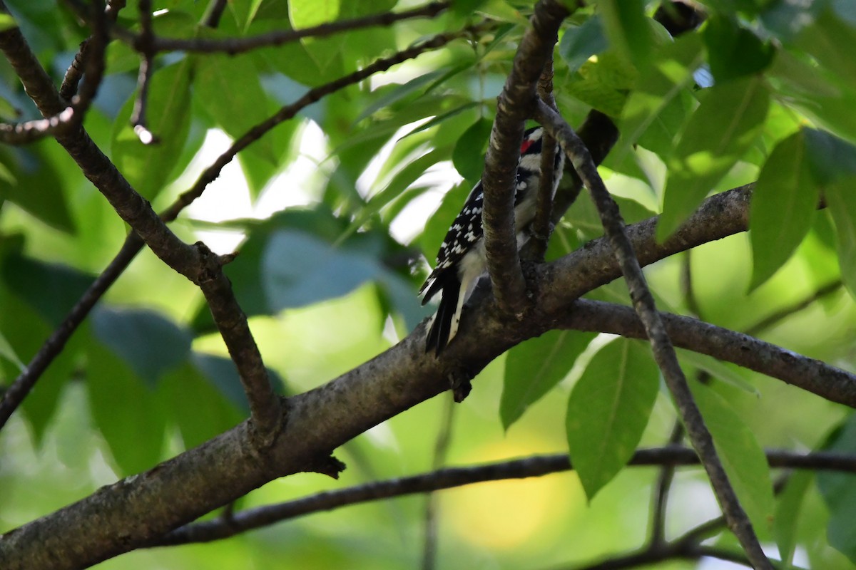 Downy Woodpecker - ML68273271