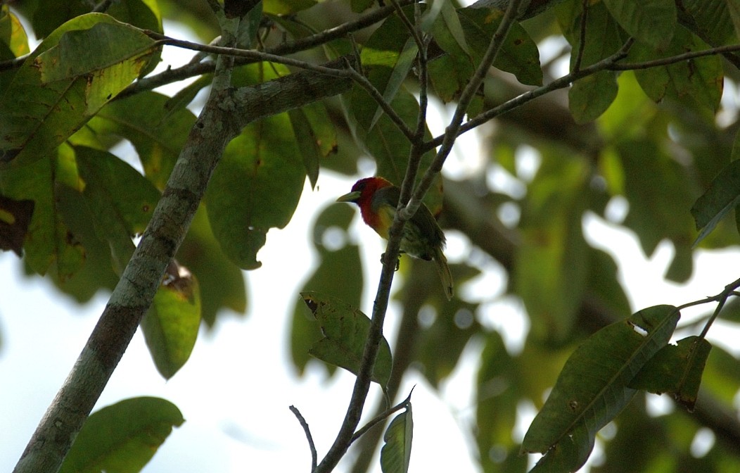 Scarlet-hooded Barbet - Tor Egil Høgsås