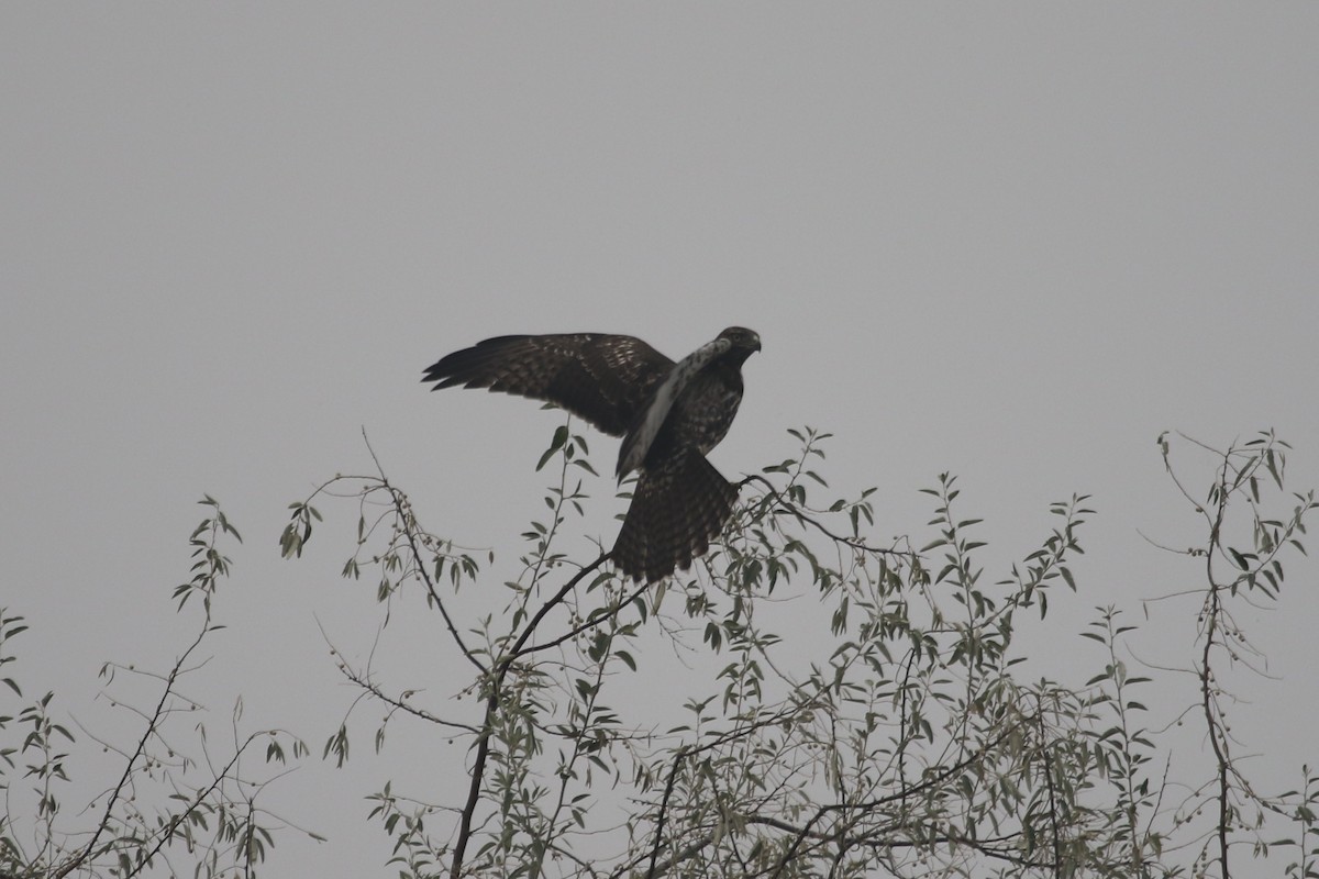 Red-tailed Hawk (calurus/alascensis) - ML68274611