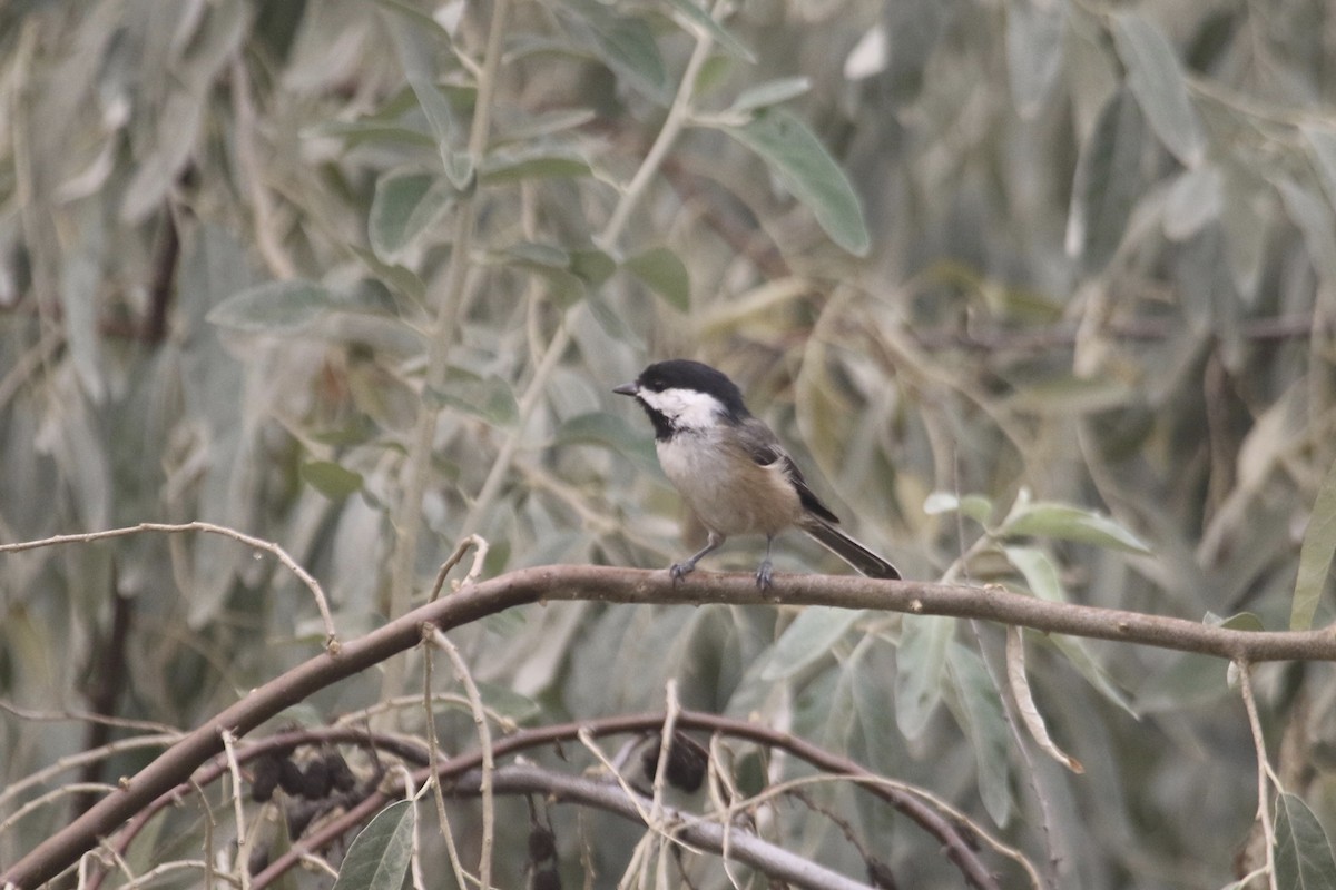 Mésange à tête noire - ML68274661