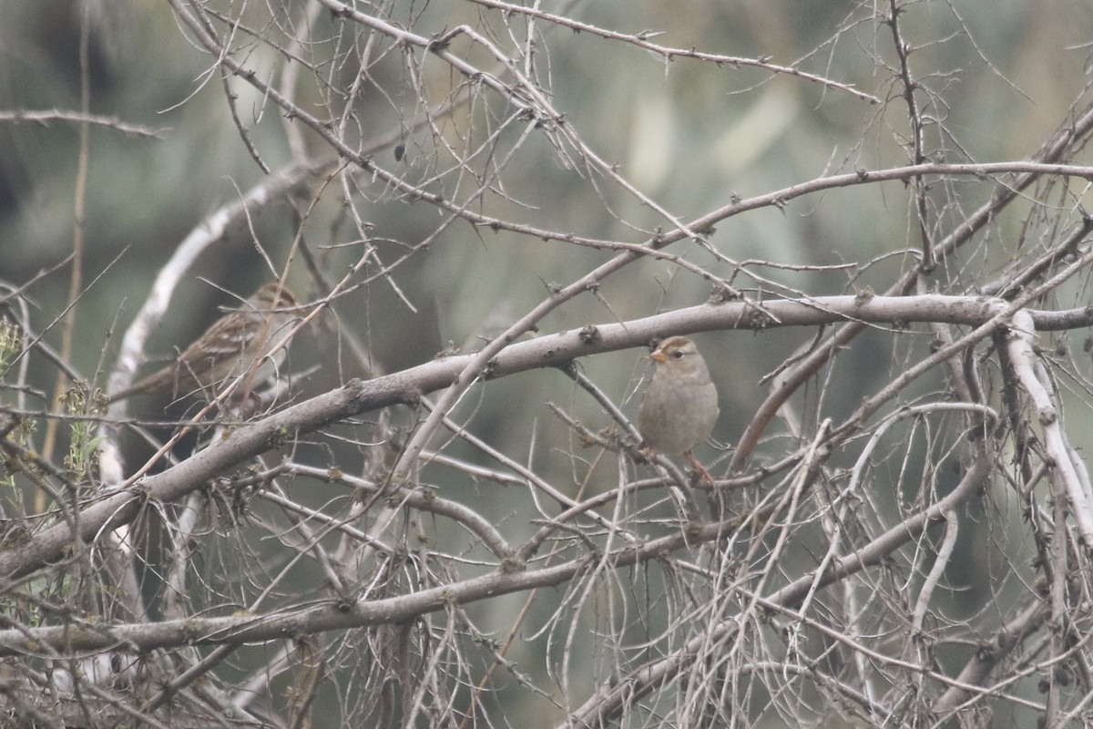 White-crowned Sparrow (Gambel's) - ML68274691
