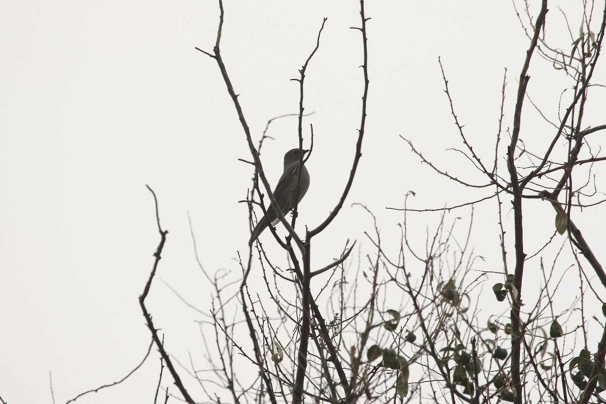 Townsend's Solitaire - ML68274711